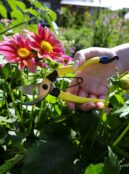 Garden 184 LAH 2025 web _DSF6037 scaled