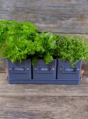 Garden 015 LAH 2025 web_DSF5998 scaled