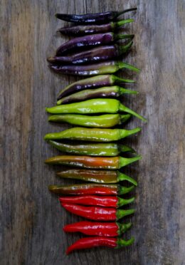 Chilli Zimbabwe Black LAH 2025 web_DSF8032 scaled