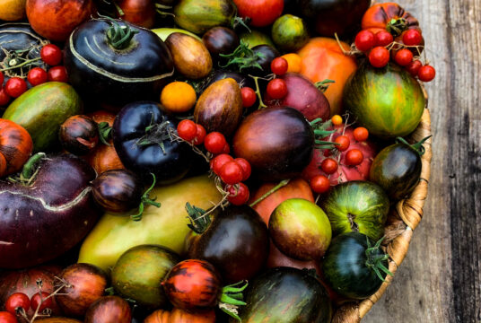 Tomato Tuesday kick off 2