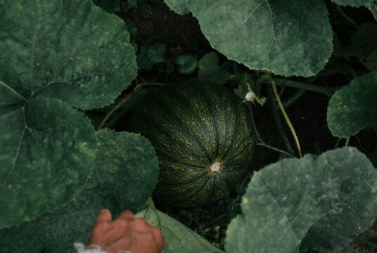 jisca lucia Q2psWzCaY8k unsplash scaled