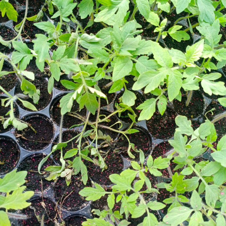 Damping off_1983715310 scaled