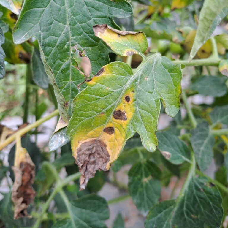 Early blight _2541404399 scaled