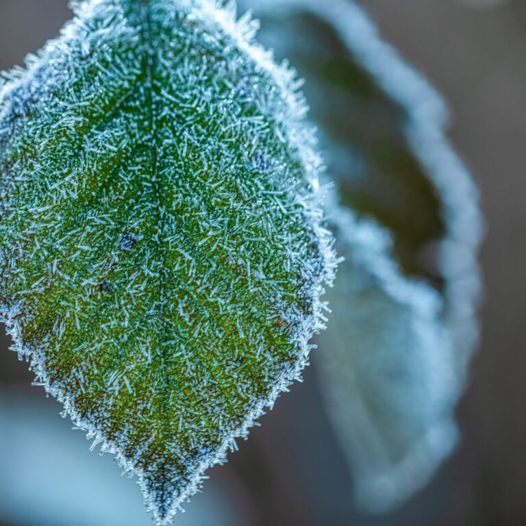 Frost 0JCPBs6ozmI unsplash scaled