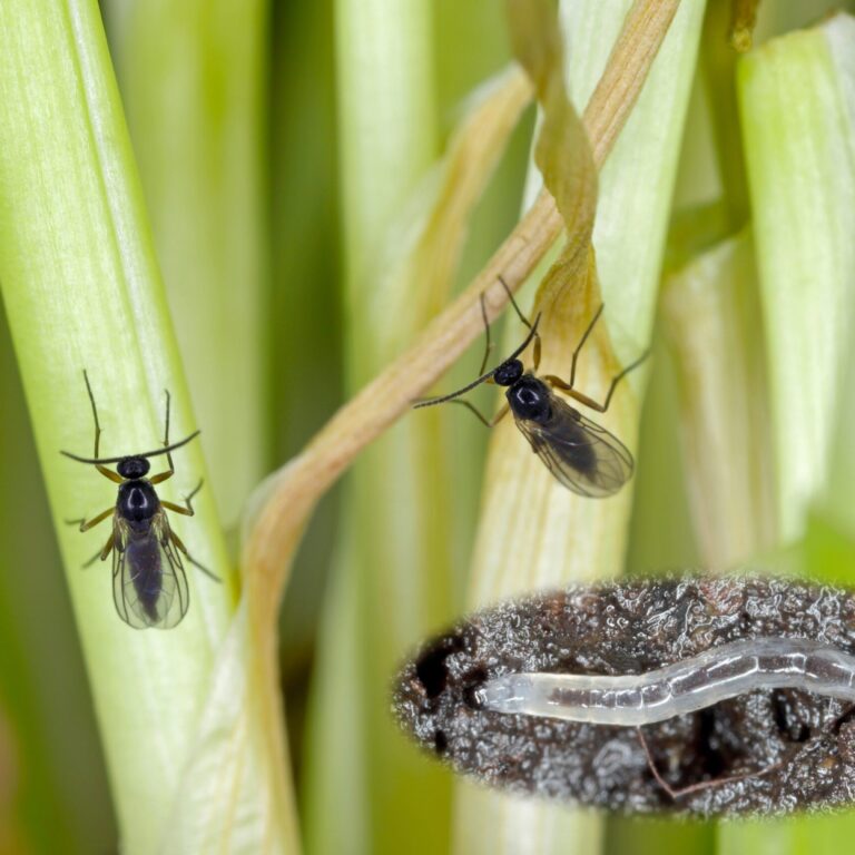 Fungus gnats _1891145407 scaled