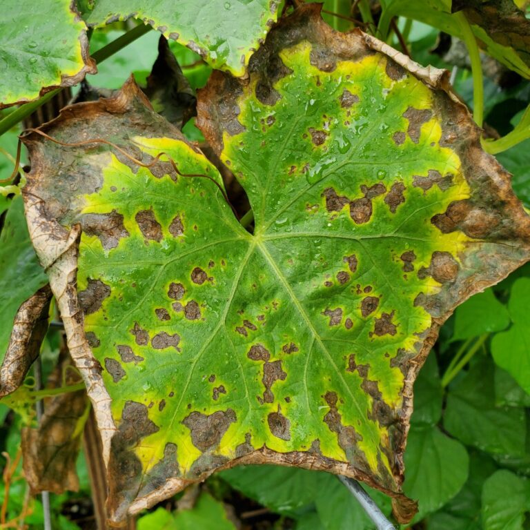 Potassium deficiency _2362682157 scaled