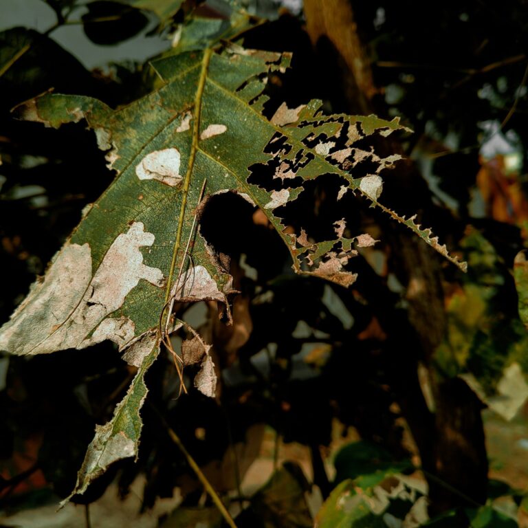 ch amatul hasin zIrAUneVBrU unsplash scaled