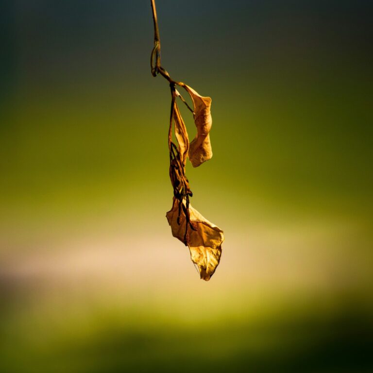 pippen lVQW5_4IdQ unsplash scaled