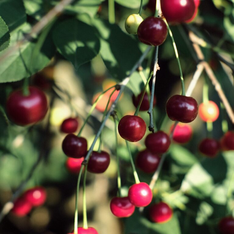 roma kaiuk jGbzxJzvTpE unsplash scaled