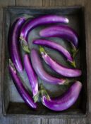 Aubergine Ping Tung LAH 2025 web _DSF7089 scaled