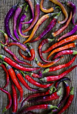 Chilli Buena Mulata LAH 2025 web_DSF7538 scaled