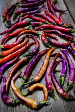 Chilli Buena Mulata LAH 2025 web _DSF7542 scaled