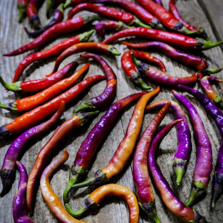 Chilli Buena Mulata LAH 2025 web _DSF7542 scaled