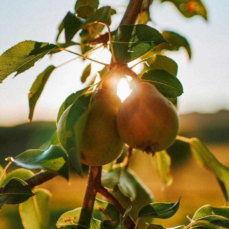 dana luig dfbVZ 4zYXo unsplash scaled