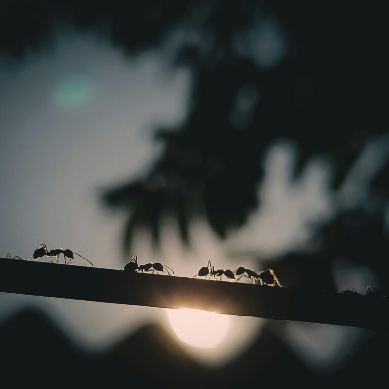 Ants szPxqGFNS6Y unsplash 1 scaled