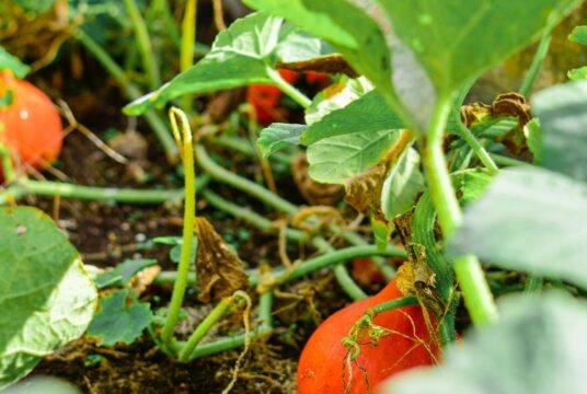 aesthetes id qZ23HITDXvA unsplash scaled