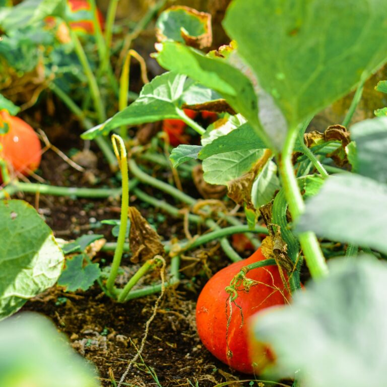 aesthetes id qZ23HITDXvA unsplash scaled