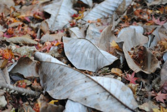 t penguin VrkvM75qZSA unsplash scaled