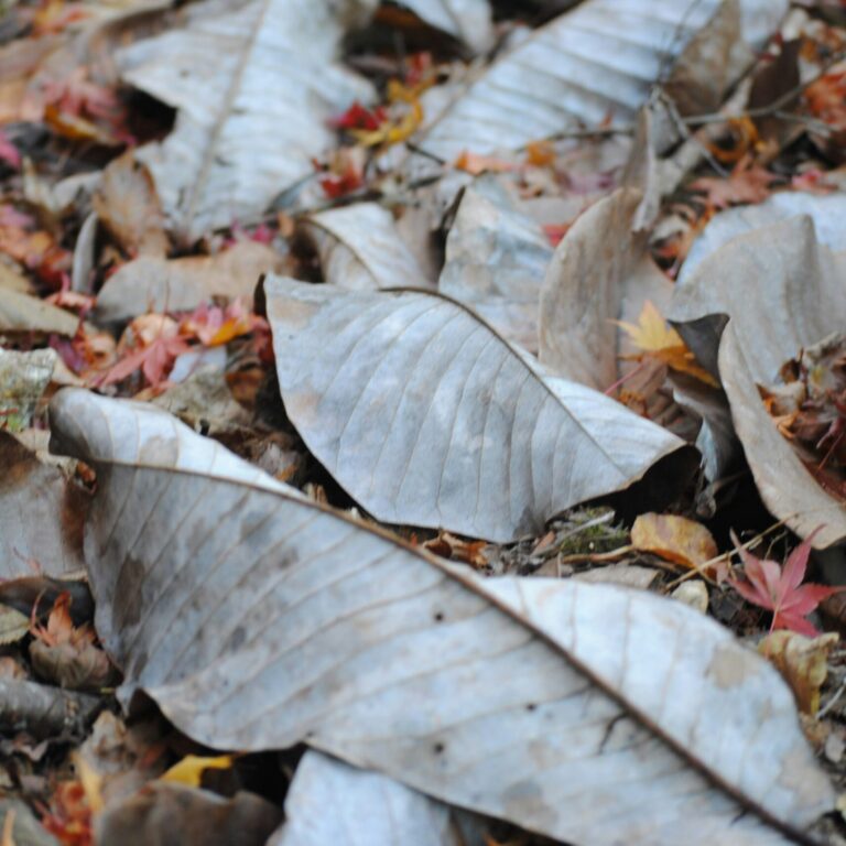 t penguin VrkvM75qZSA unsplash scaled