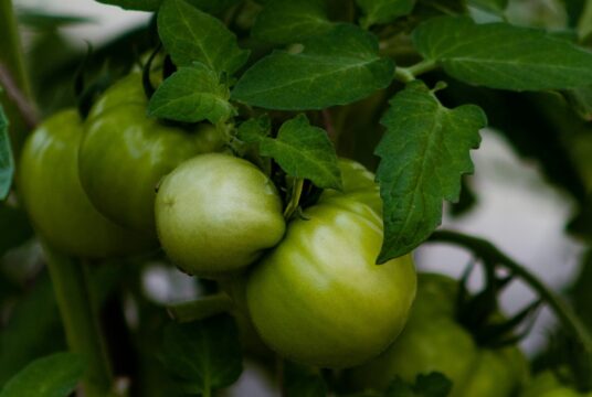 korobovaphoto 42YurL kUk4 unsplash scaled